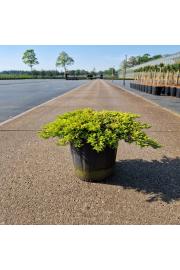 Juniperus communis Goldschatz C8 Lit. 30-40 cm