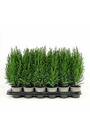 Juniperus chinensis Stricta Ø9