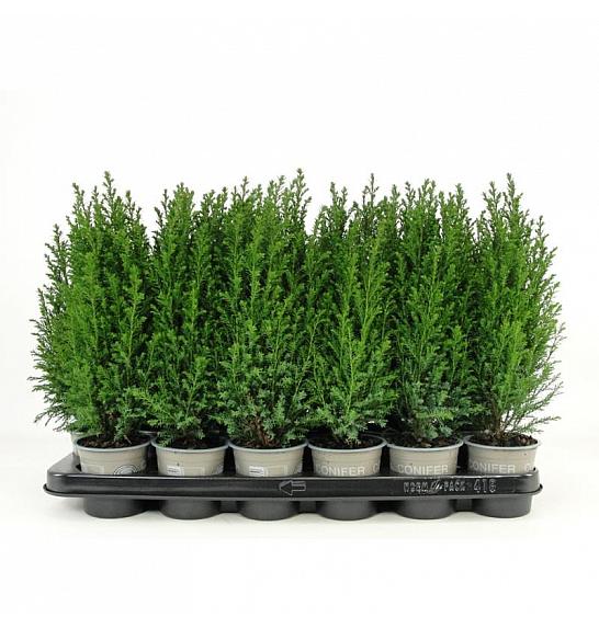 Juniperus chinensis Stricta Ø9