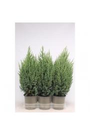 Juniperus chinensis Stricta Ø15 20-30 cm