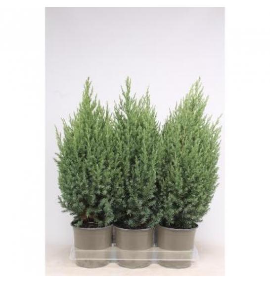 Juniperus chinensis Stricta Ø15 20-30 cm
