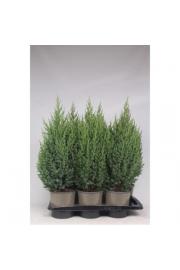 Juniperus chinensis Stricta C2 Lit. 30-40 cm