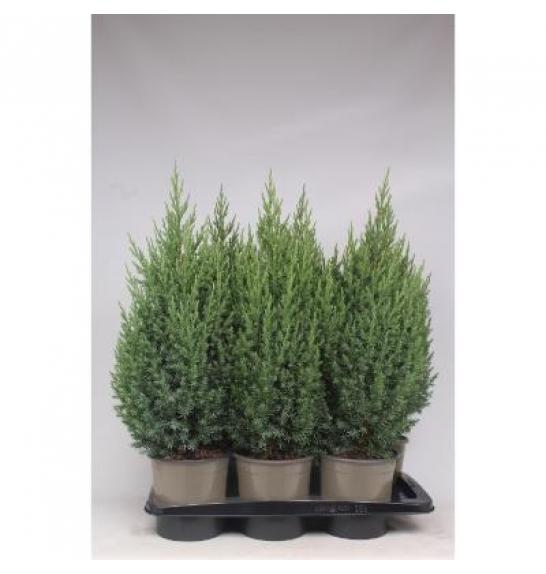 Juniperus chinensis Stricta C2 Lit. 30-40 cm