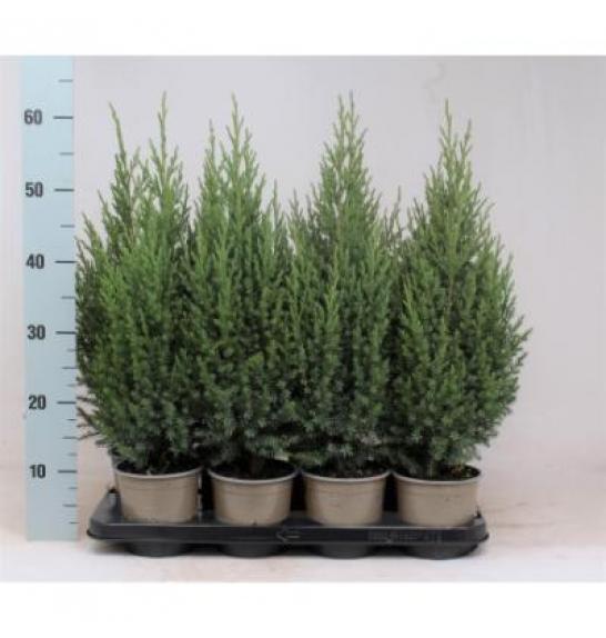 Juniperus chinensis Stricta C1 Lit. 15-20 cm