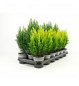 Juniperus chinensis Blue Alps Ø9