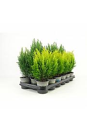 Juniperus chinensis Blue Alps Ø9