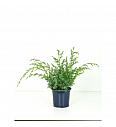 Juniperus chinensis Blue Alps Ø15 20-30 cm