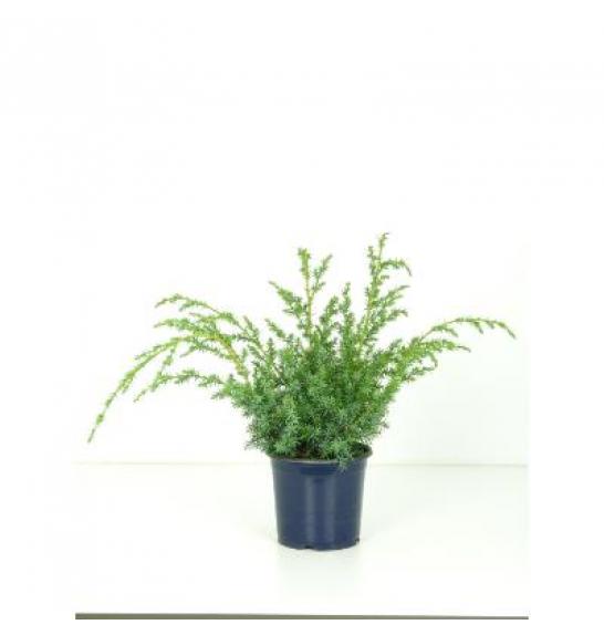 Juniperus chinensis Blue Alps Ø15 20-30 cm