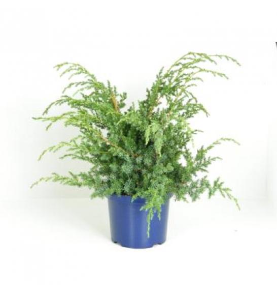 Juniperus chinensis Blue Alps C5 Lit. 30-40 cm