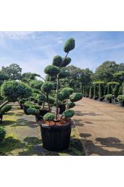 Juniperus chinensis Blue Alps C130 Lit. 150-175 cm Bonsai