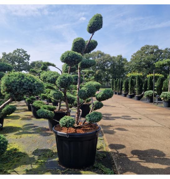 Juniperus chinensis Blue Alps C130 Lit. 150-175 cm Bonsai