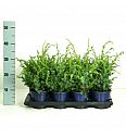 Juniperus chinensis Blue Alps C1 Lit. 15-20 cm