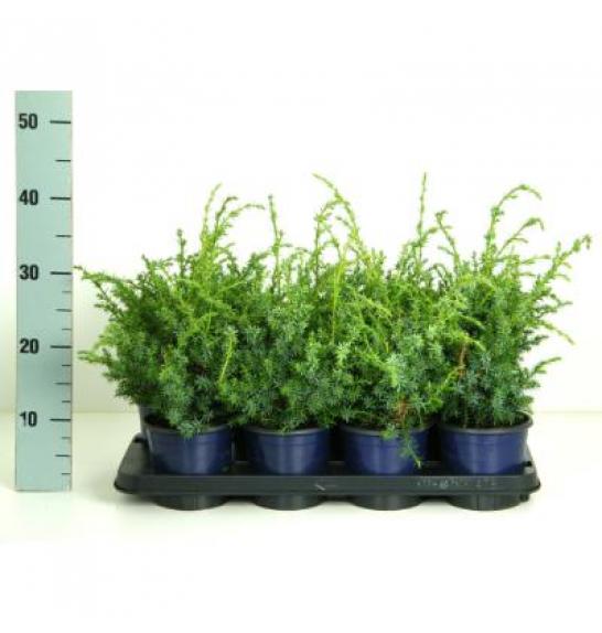 Juniperus chinensis Blue Alps C1 Lit. 15-20 cm