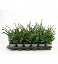 Juniperus chinensis Andorra compacta Ø9