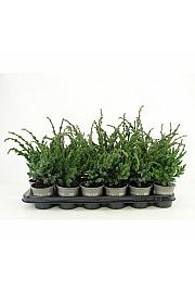 Juniperus chinensis Andorra compacta Ø9