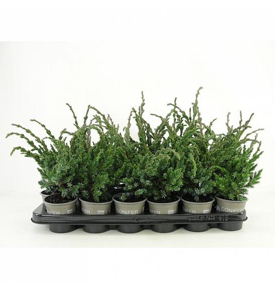 Juniperus chinensis Andorra compacta Ø9