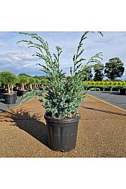 Juniperus chinensis Blue Alps C8 Lit. 30-40 cm