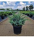 Juniperus chinensis Blue Alps C8 Lit. 30-40 cm