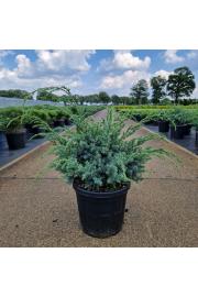 Juniperus chinensis Blue Alps C8 Lit. 30-40 cm