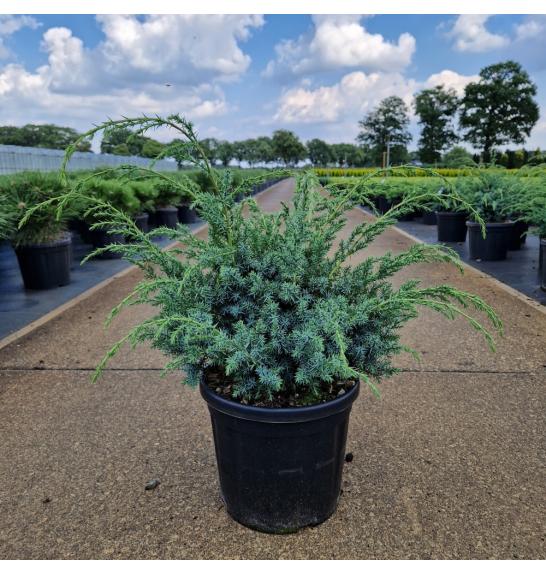 Juniperus chinensis Blue Alps C8 Lit. 30-40 cm