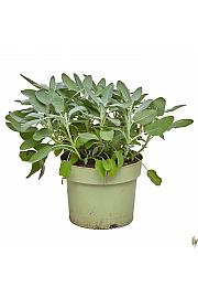 Salvia maxima Ø19