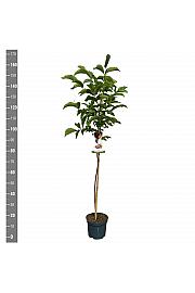 Juglans regia C7,5 Lit. 125-150 cm