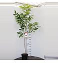 Juglans regia C7,5 Lit. 125-150 cm