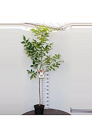 Juglans regia C7,5 Lit. 125-150 cm