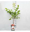 Juglans regia C5 Lit. 80-100 cm Patio (24292)