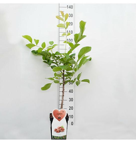 Juglans regia C5 Lit. 80-100 cm terasa