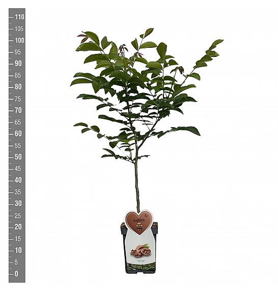 Juglans regia C5 Lit. 80-100 cm Patio