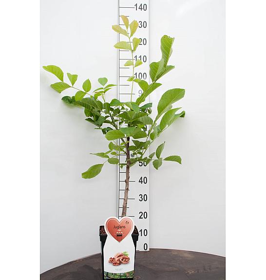 Juglans regia C5 Lit. 80-100 cm BIO