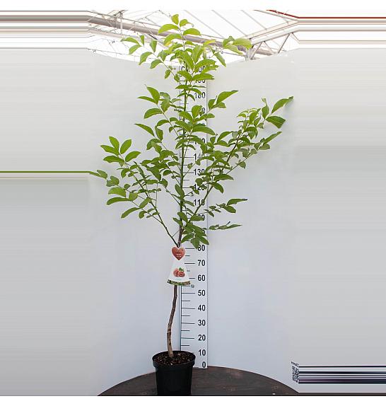 Juglans regia Buccaneer C7,5 Lit. 125-150 cm