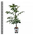 Juglans regia Buccaneer C5 Lit. 80-100 cm