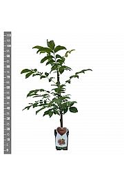 Juglans regia Buccaneer C5 Lit. 80-100 cm