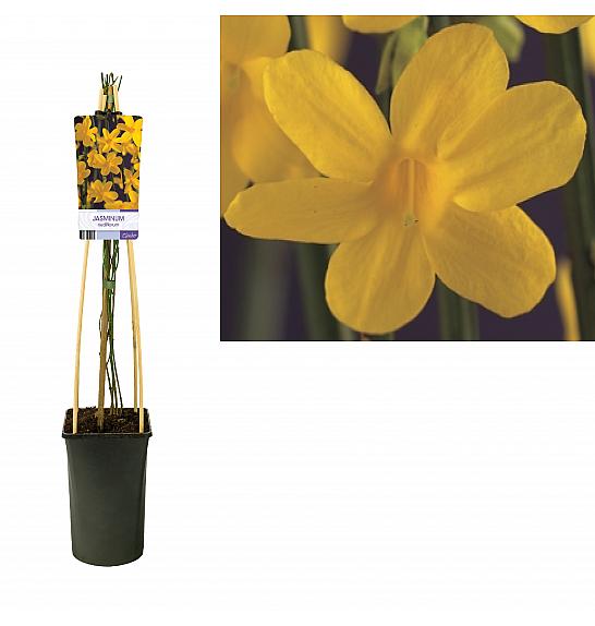 Jasminum nudiflorum C2,5 Lit. 40-60 cm