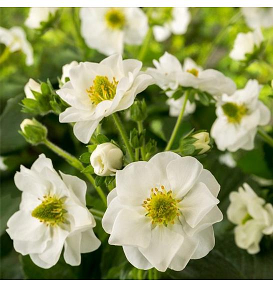 Ljetni povjetarac Bijele jagode Ø 10,5