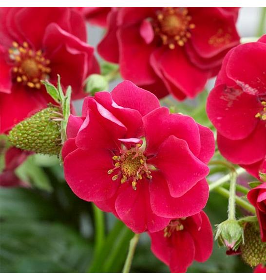 Jagode Ljetni povjetarac Rosa Ø 10,5