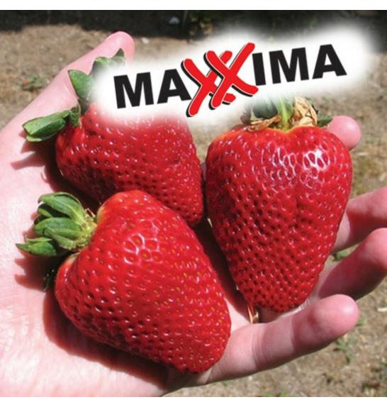 Jagoda Maxxima Ø10.5