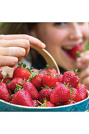 Jagoda Sweet Brumme Ø10,5