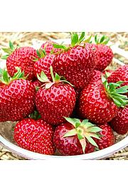 Jagoda HUMMI® Rimona Hz Ø10,5