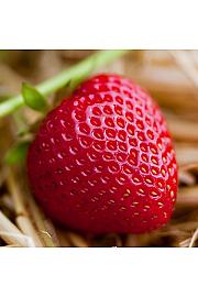 Jagoda HUMMI® Praline Hz Ø10.5