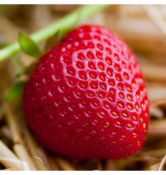 Jagoda HUMMI® Praline Hz Ø10.5