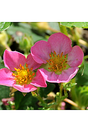 Jagoda HUMMI® Merosa Hz Ø10,5