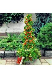 Jagoda HUMMI® Klettererdbeere Hz Ø10,5