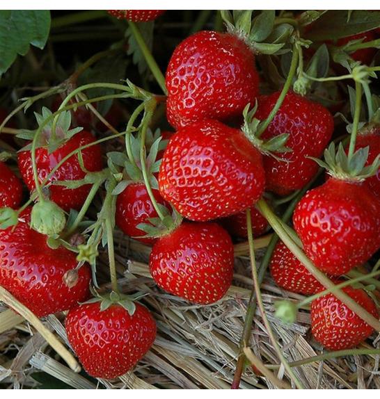 Jagoda HUMMI® Gento Hz Ø10,5