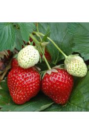 Jagoda Herzle Ø10.5