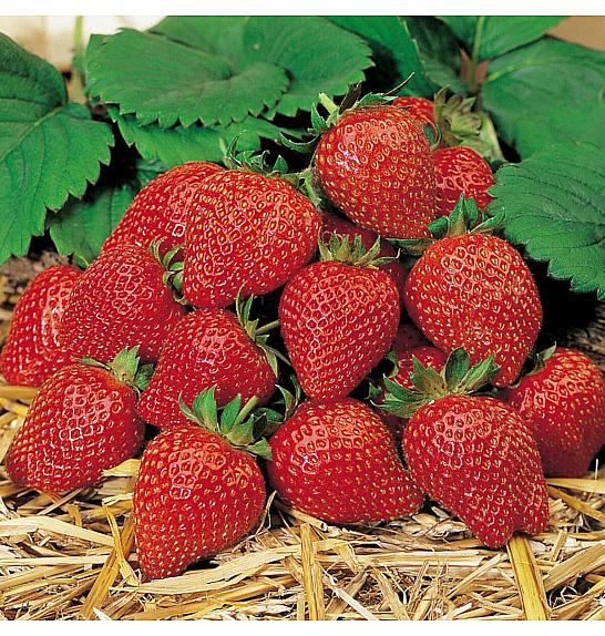 Jagoda Elan F1 - mjesečno Ø10,5