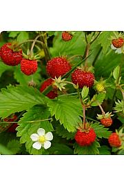 Jagoda Aleksandrija Ø10.5