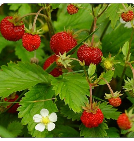 Jagoda Aleksandrija Ø10.5